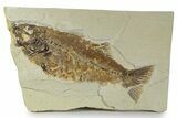 Bargain, Uncommon Fish Fossil (Mioplosus) - Wyoming #356755-1